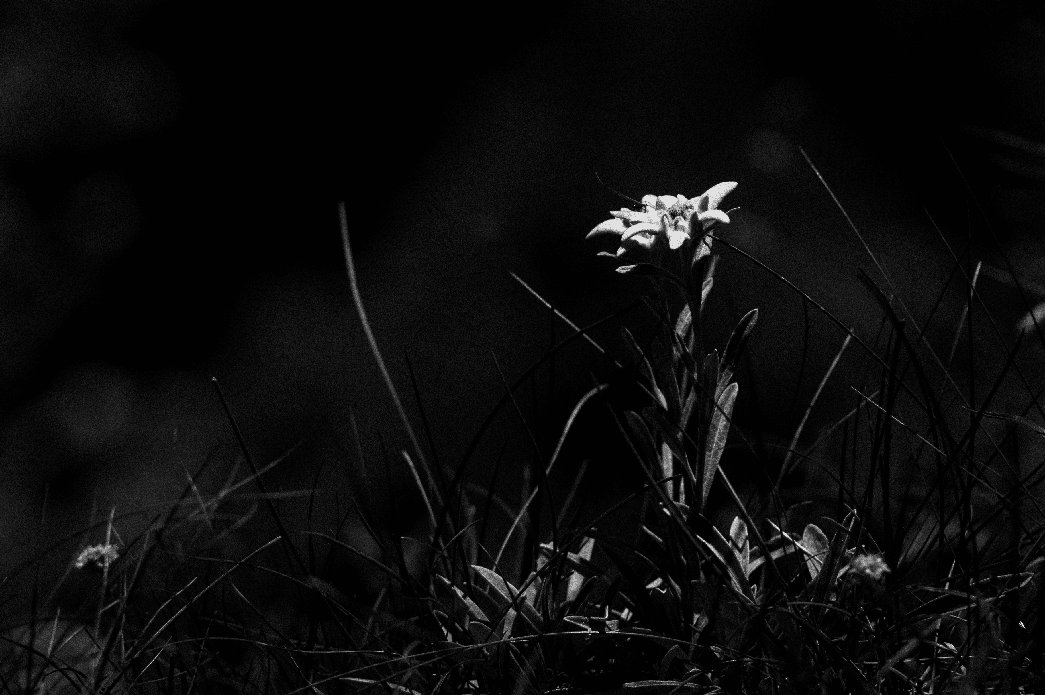 Edelweiss, queen of flowers #07