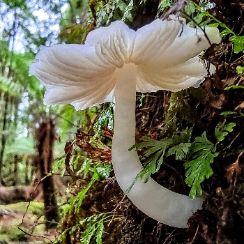 The Shrooms Of Tassie