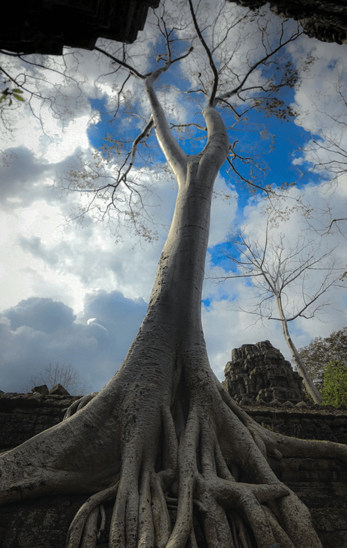 Corners of Asia #16: Ta Prohm, Deeply Rooted