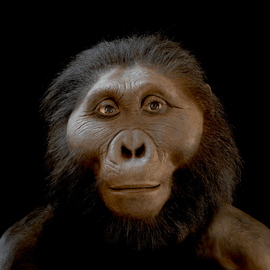 Paranthropus boisei: Hominin #6