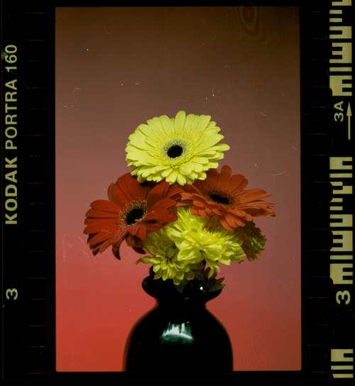 Portra 3 Frame 3