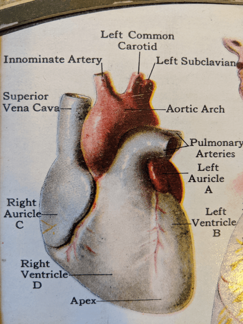 Heart V8