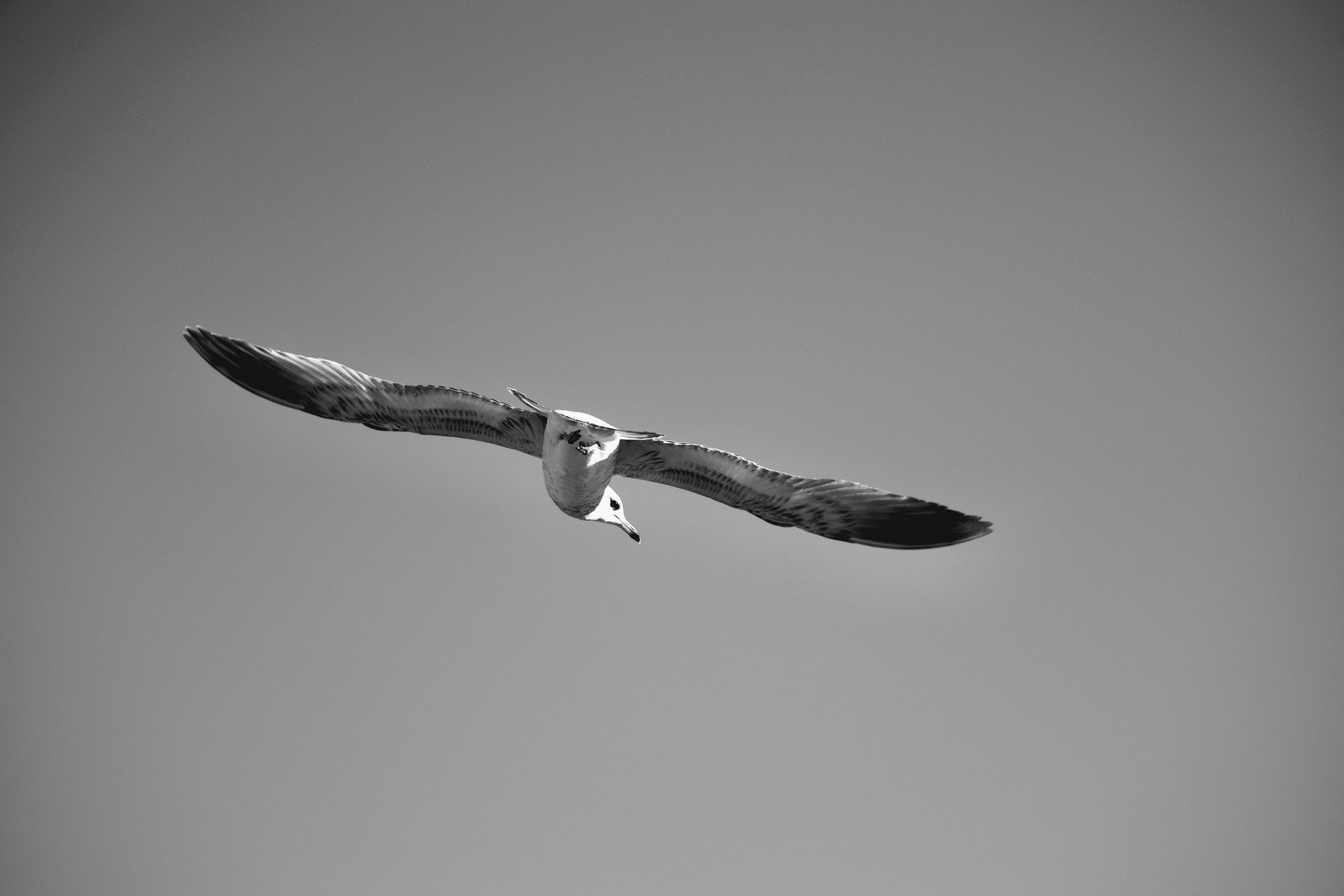 Gull above