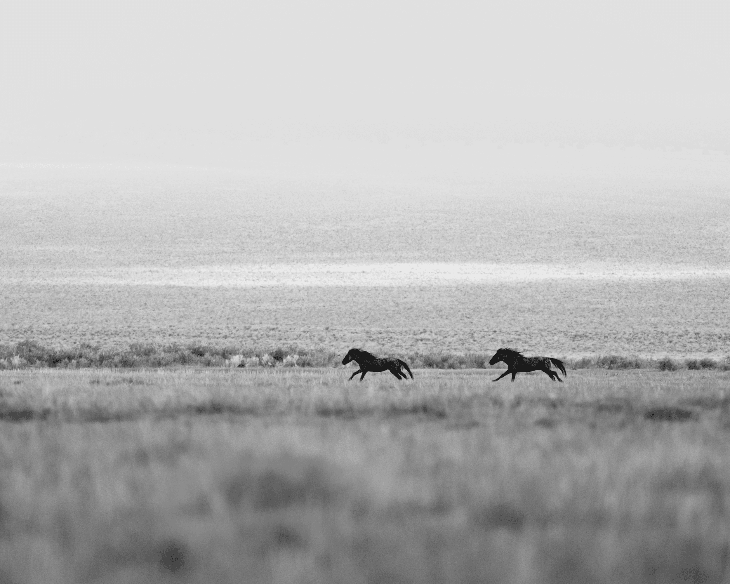 Wild Mustangs: Running (Light)