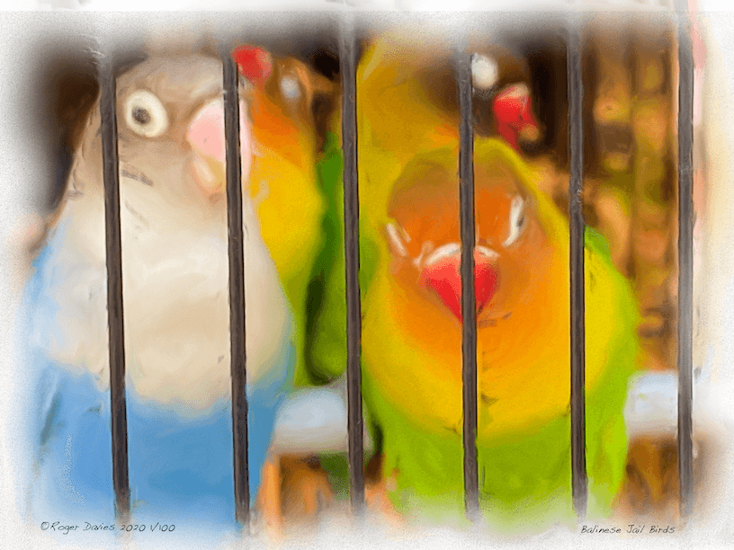 Balinese_Jail_Birds