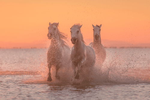 White Angels of Camargue #39