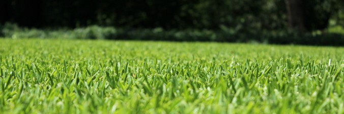 The_Grass_Is_Green banner