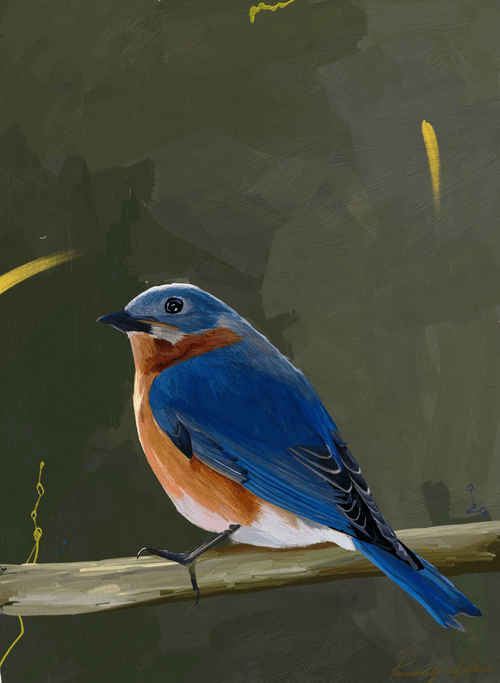 Mountain Bluebird
