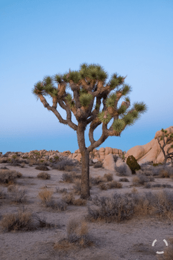 Joshua Tree in Color collection image