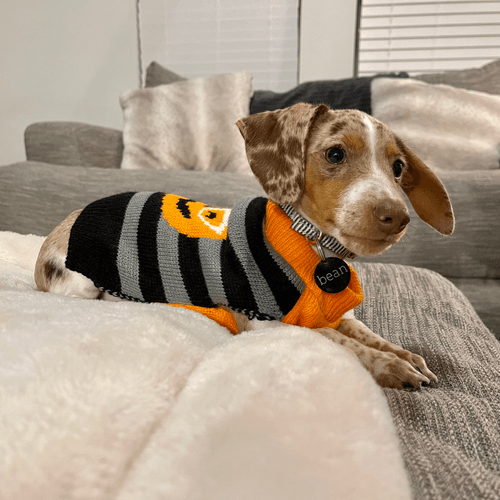 Spooky Sweater Bean