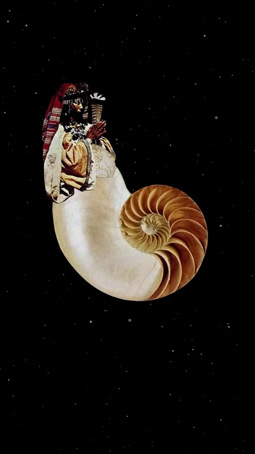 "Nautilus" By Ashley Edes
