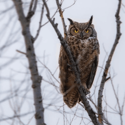 Element-Medien-Platzhalter