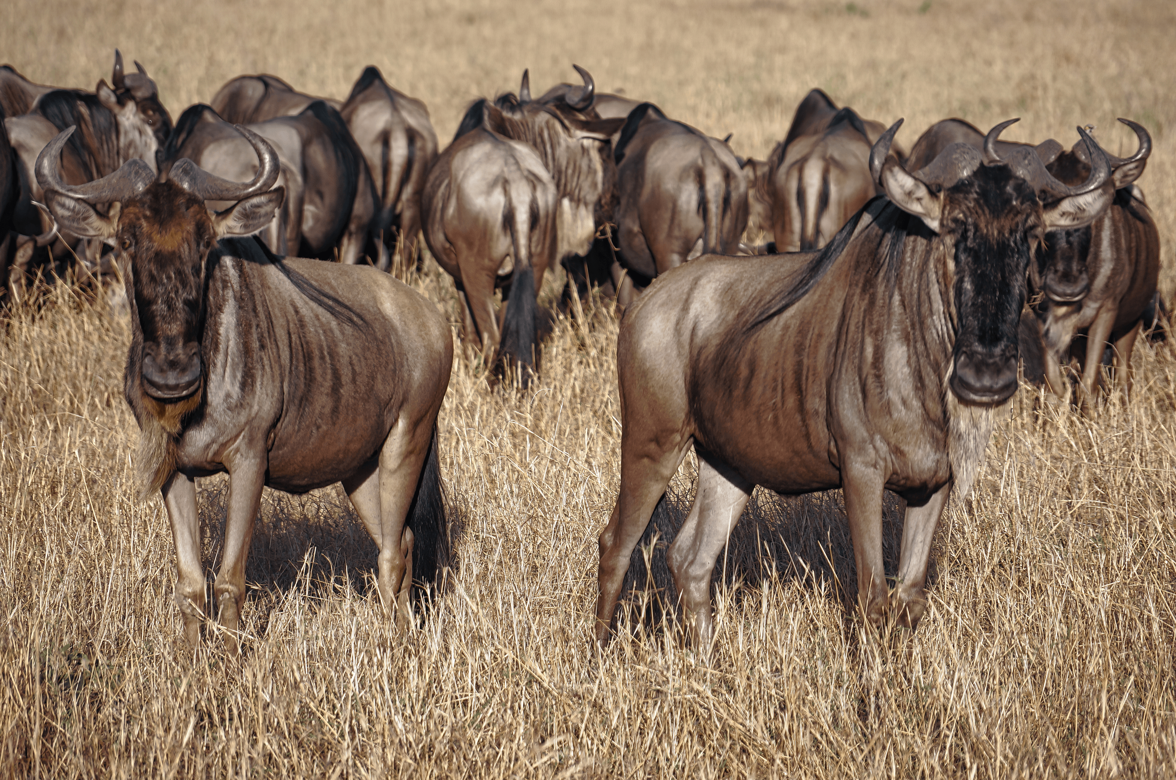 Hoofs n Horns #4 - Wildebeest
