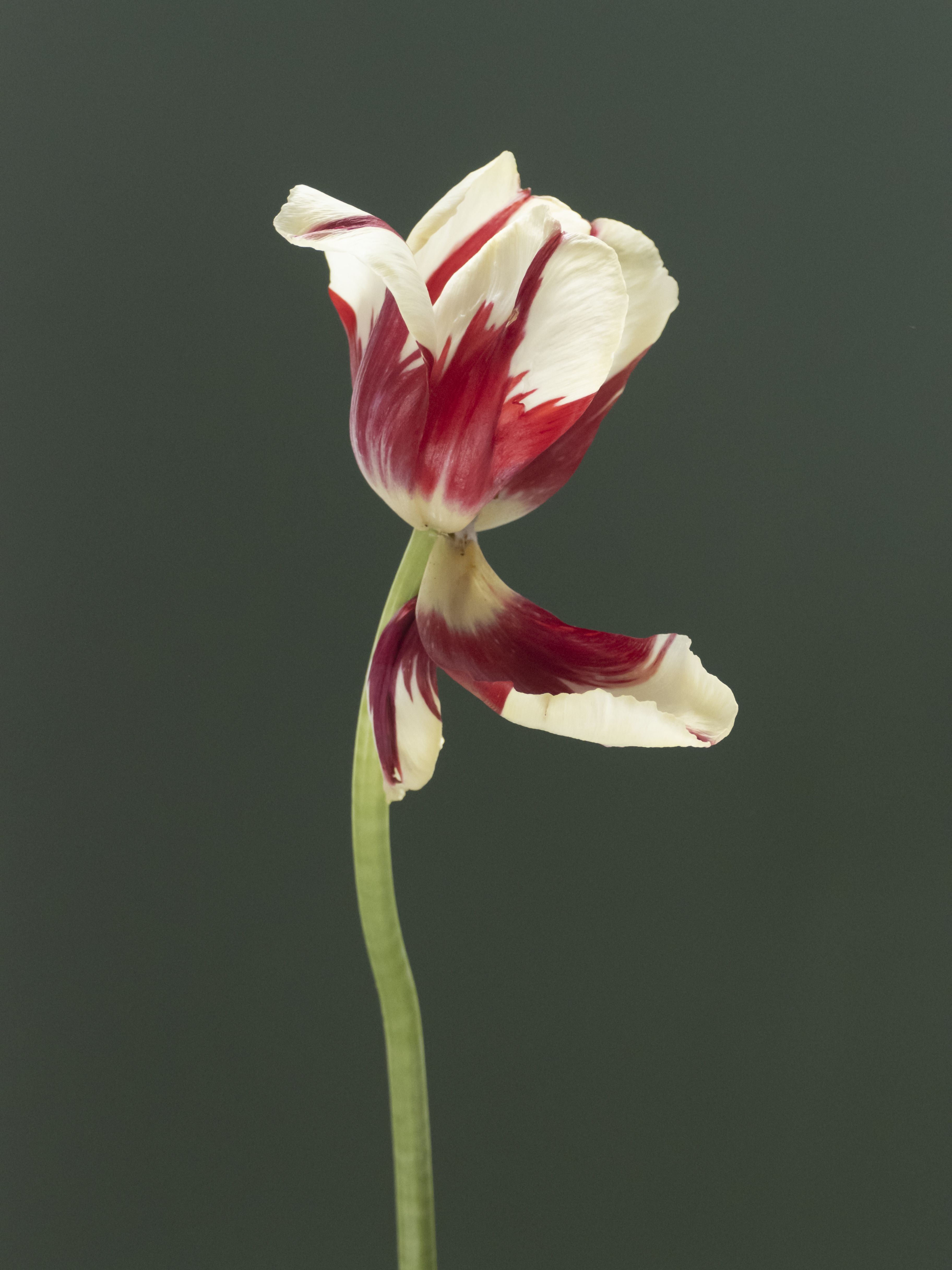 Tulip 1637 [15]