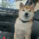 8-Bit Shiba Inu