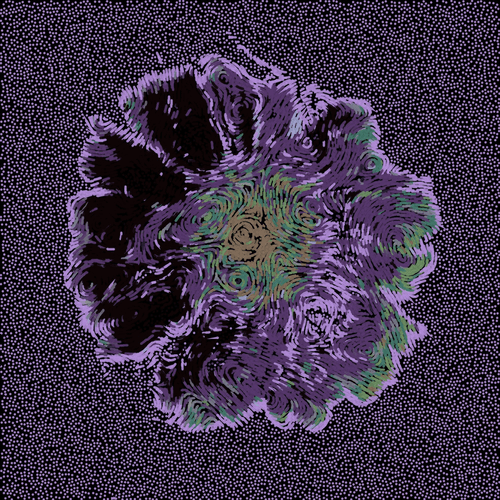 Gerbera Daisy Black 3