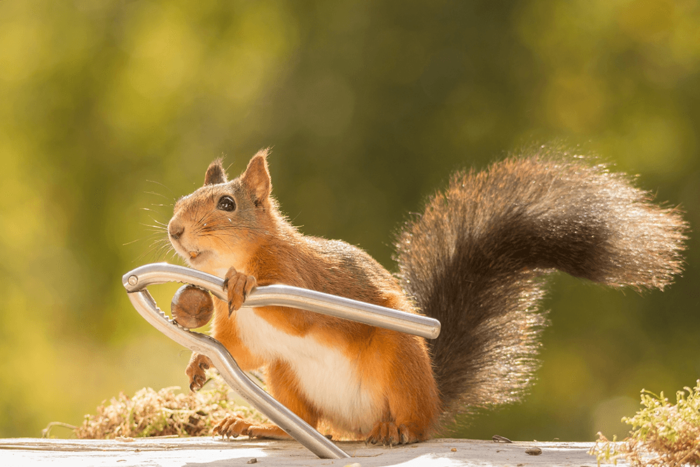 Squirrel The Nutcracker