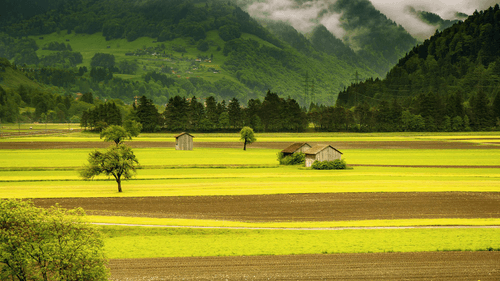 Field in the mountains#1