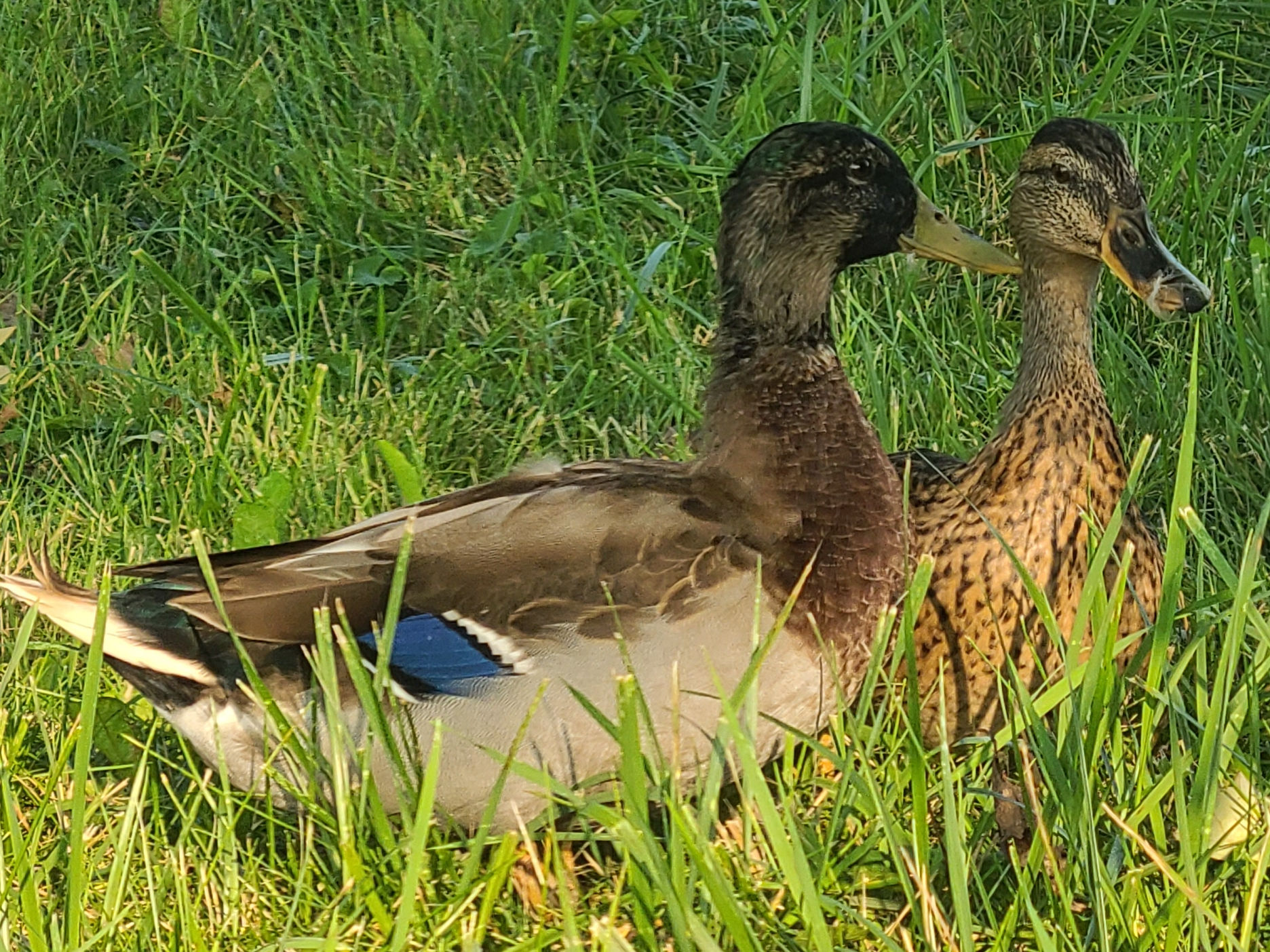 Double Duck Original Clucks and Ducks 2022 OpenSea