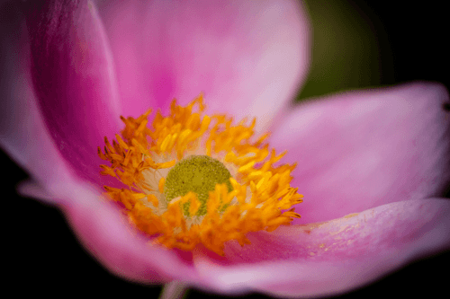 The Beauty of Anemone