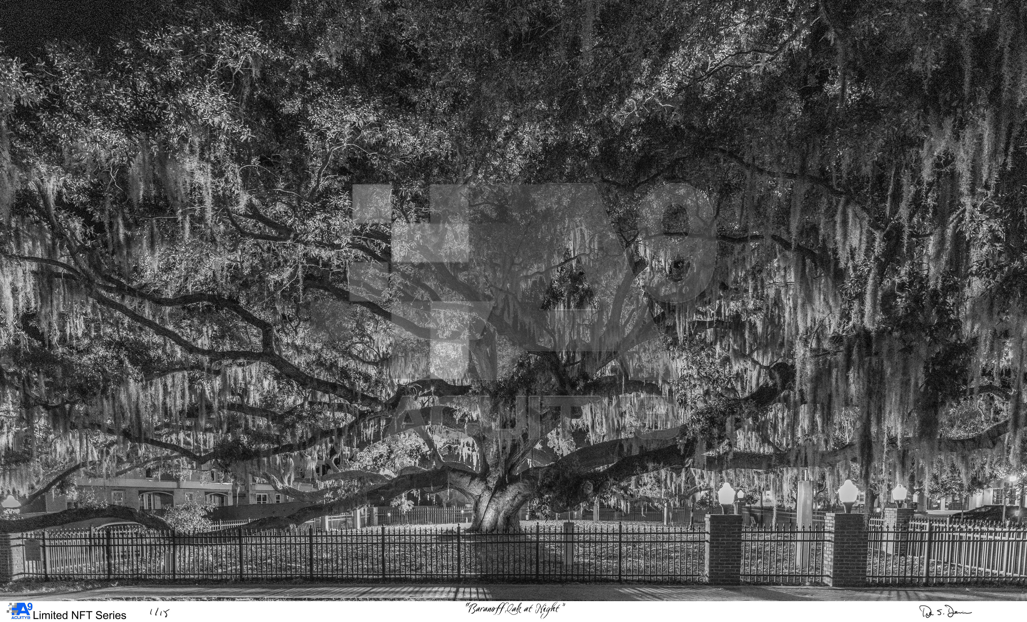 "Baranoff Oak at Night"