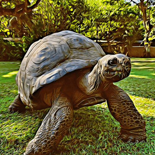 Turtle image