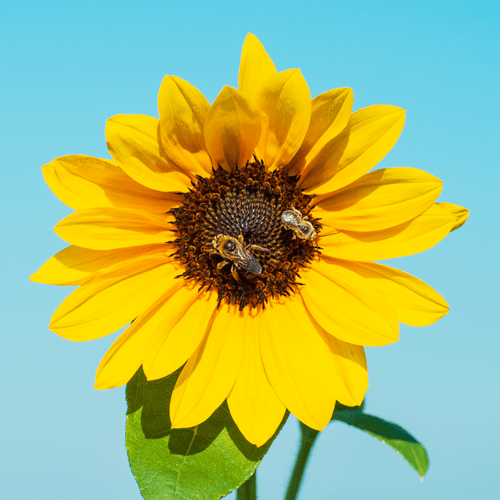 Seeds of Solidarity