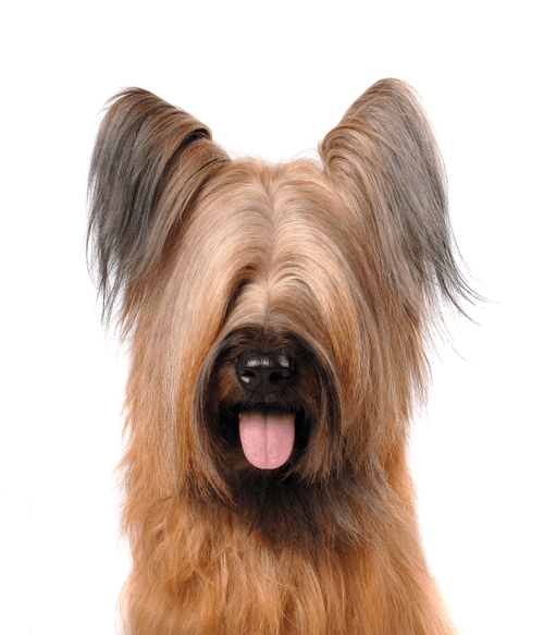 Briard #DA253