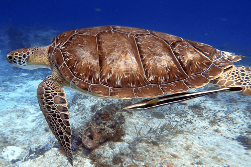 Immersed Scuba Therapy