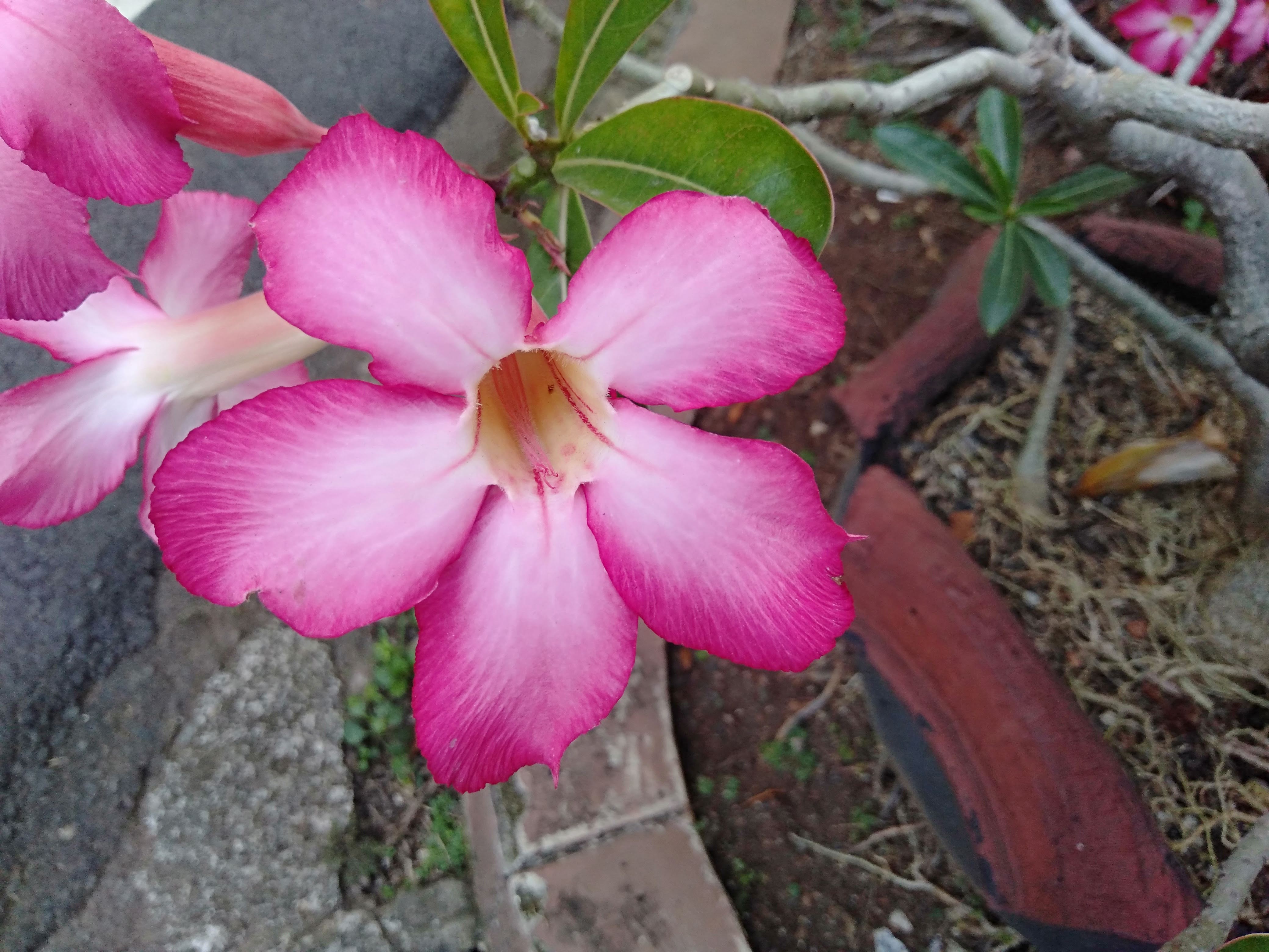 Bunga Adenium #10 - Bunga: Adenium | OpenSea