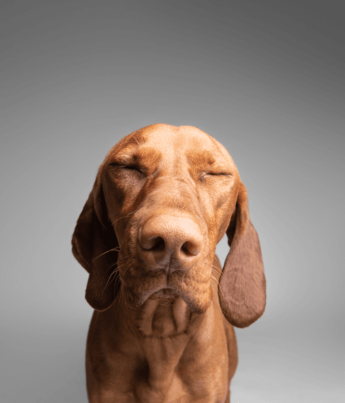 Vizsla #DA151