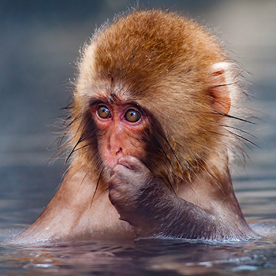 Snow Monkey by Jennifer Martin