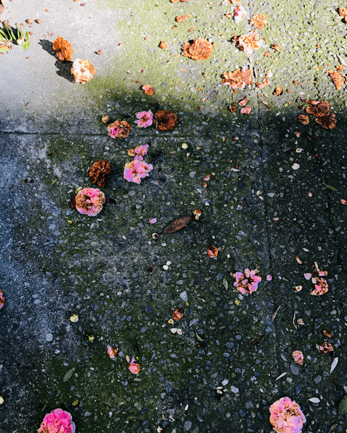 "Winter Blooms in Death and lightSan Francisco, CA" By Nicole Roche