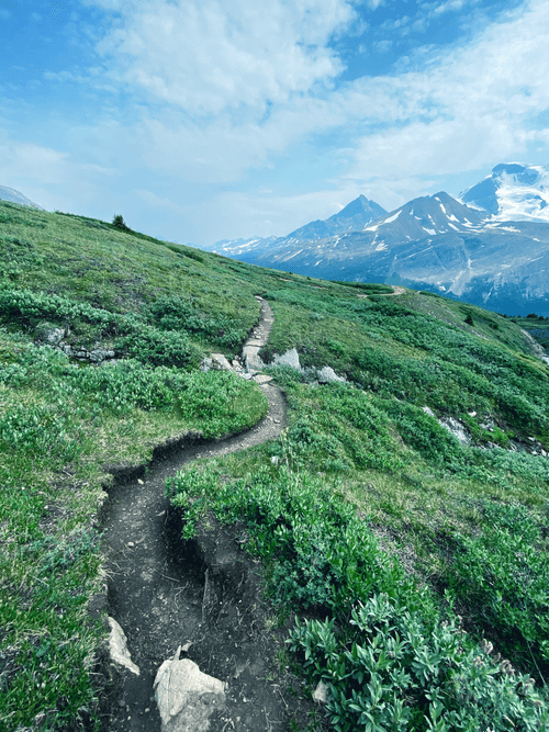 Wilcox Pass Trail