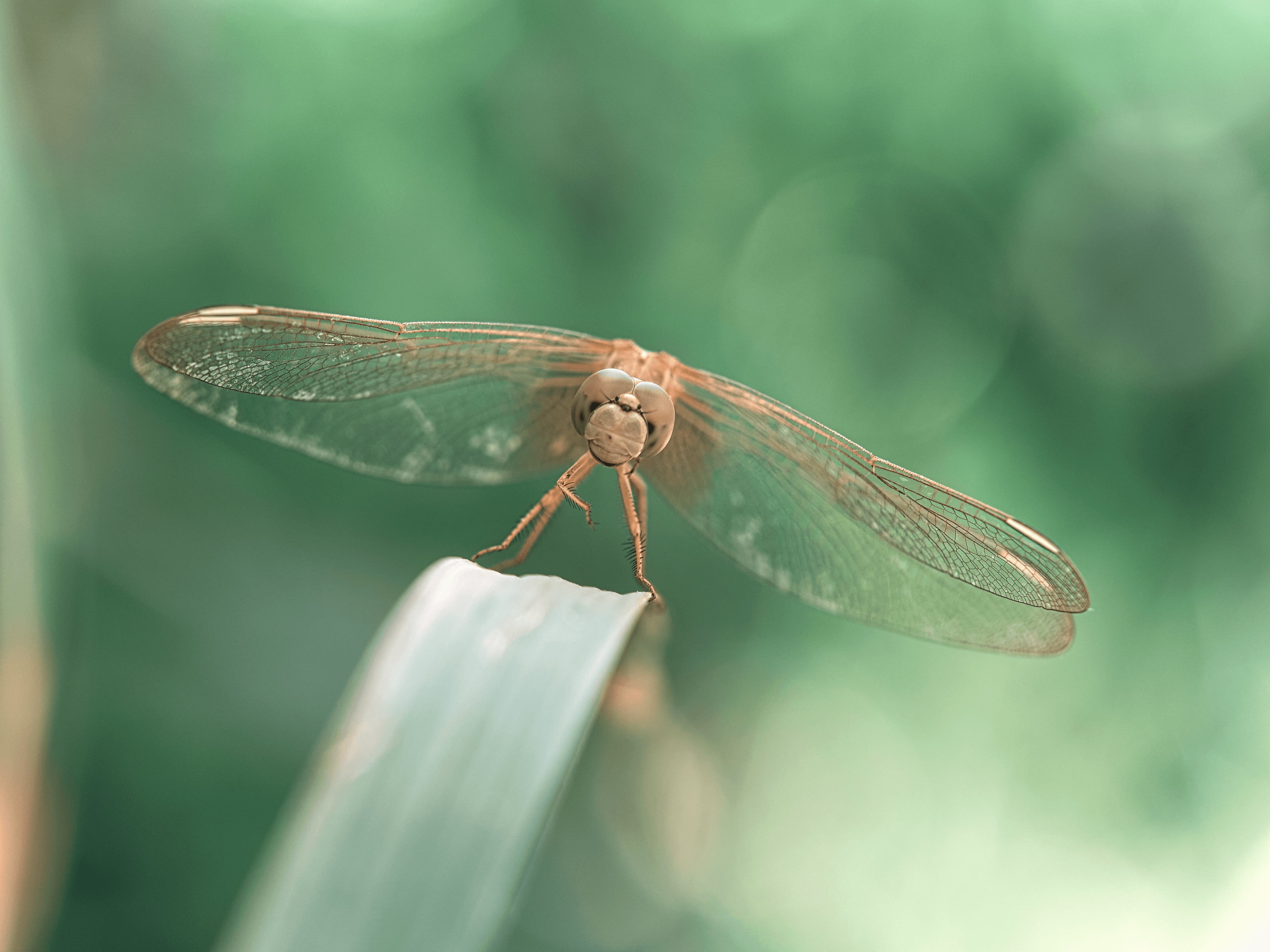 insectography #08