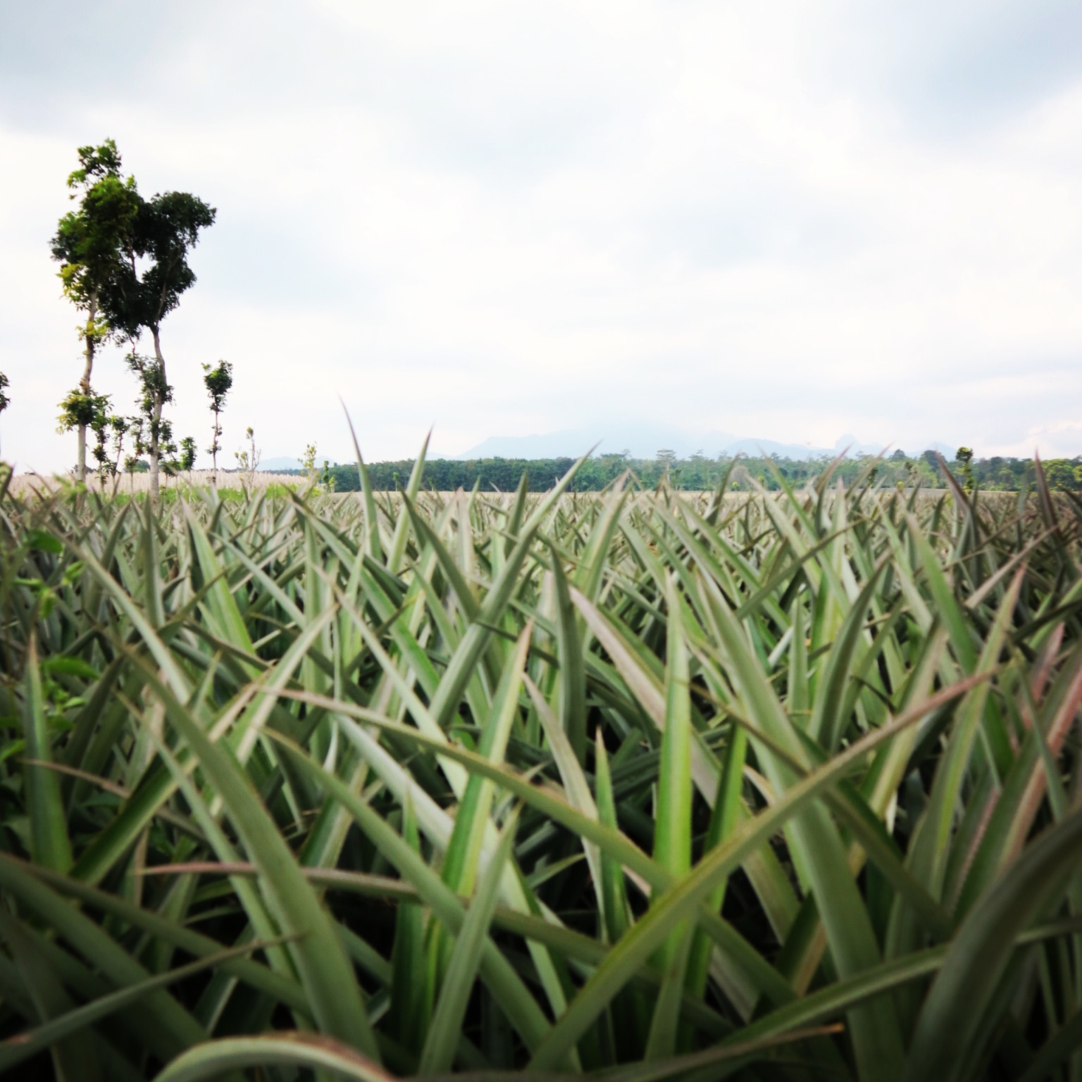 My Hob Collection OpenSea