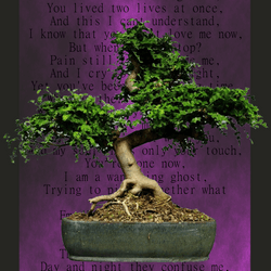 Poet Tree collection image