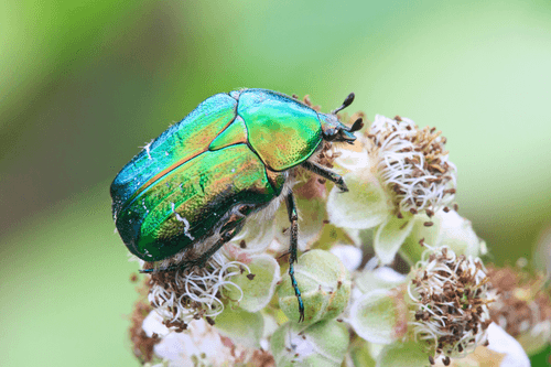 Rose Chafer