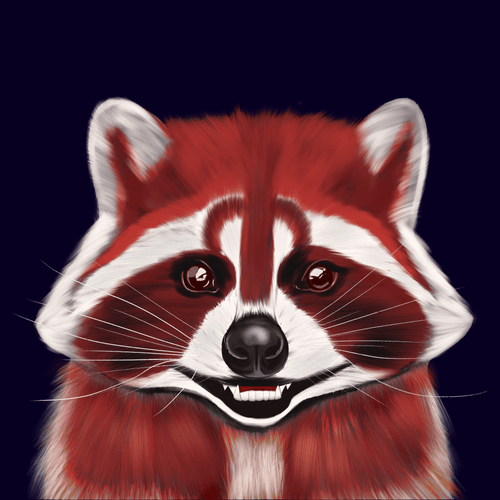 Raccoon #2