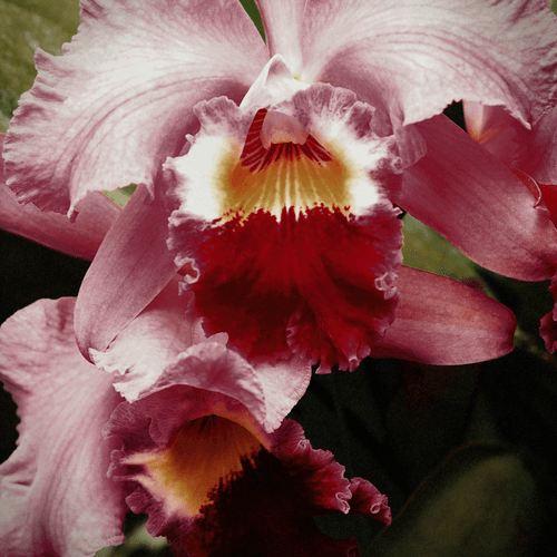 Farah Orchid 001 - Red Tones 35mm Old