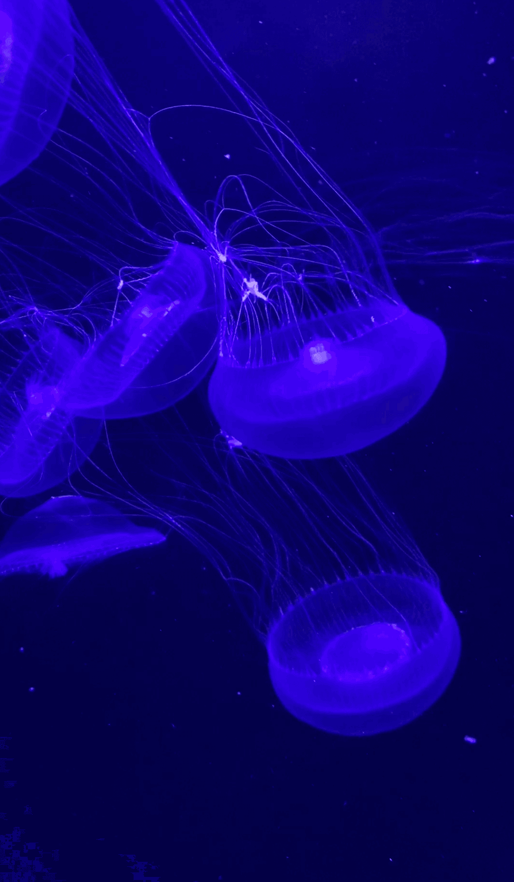 Ultraviolet jellyfish