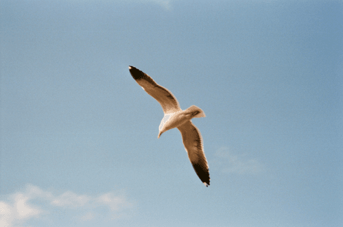 WYWH - West Coast, USA #3