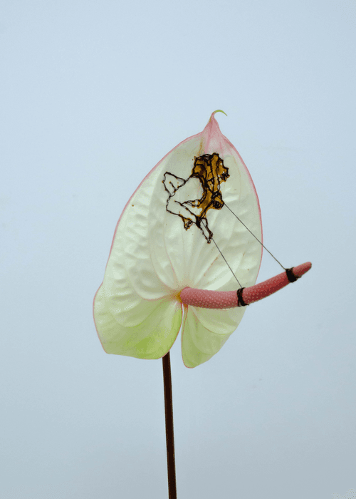 Embroidered Anthurium #00053