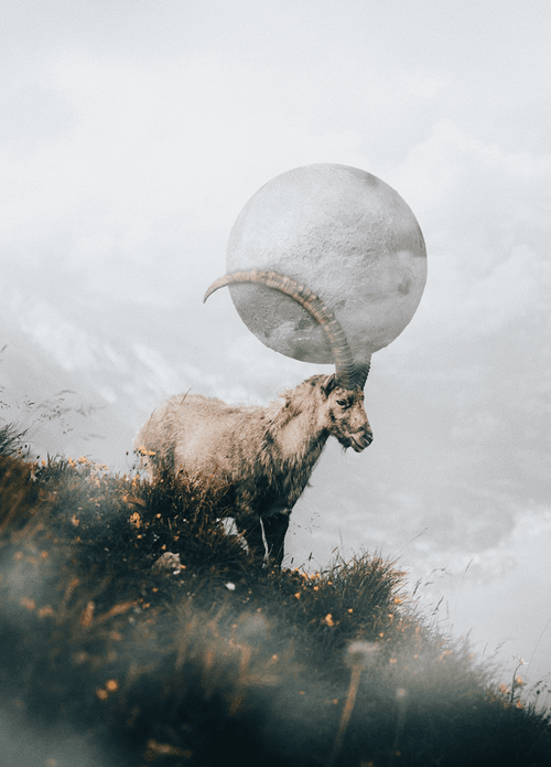 Stuck in the antlers