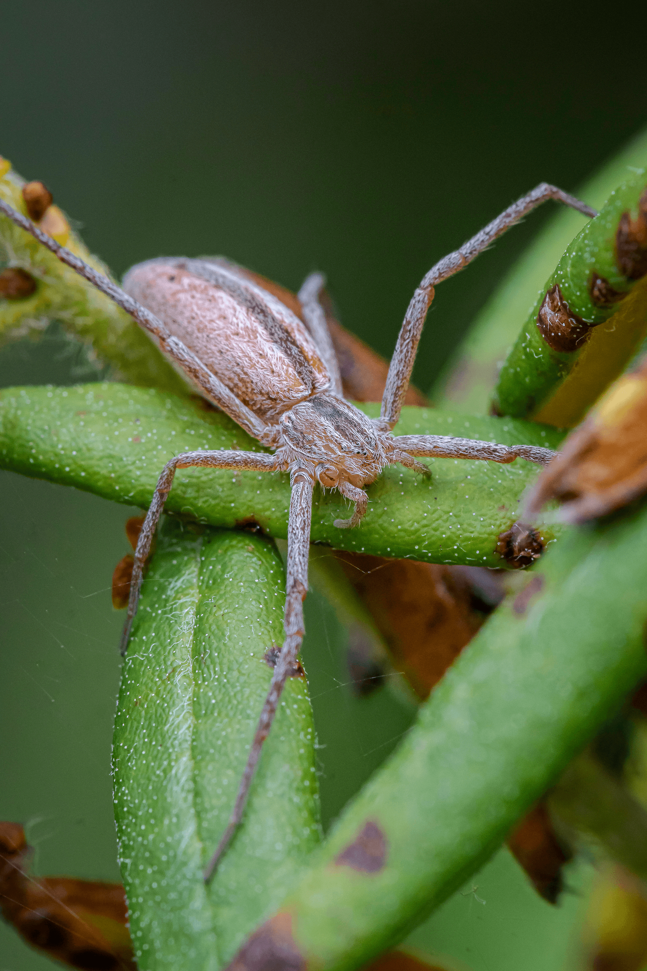 spider lycosidae