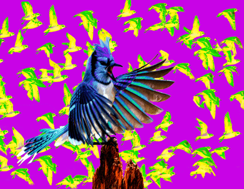 Blue Jay Angry 1/5