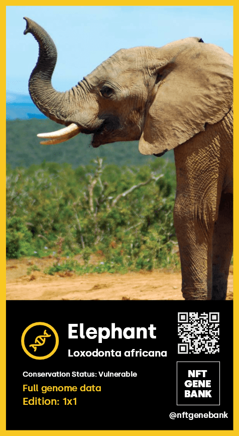 African Bush Elephant (1x1)