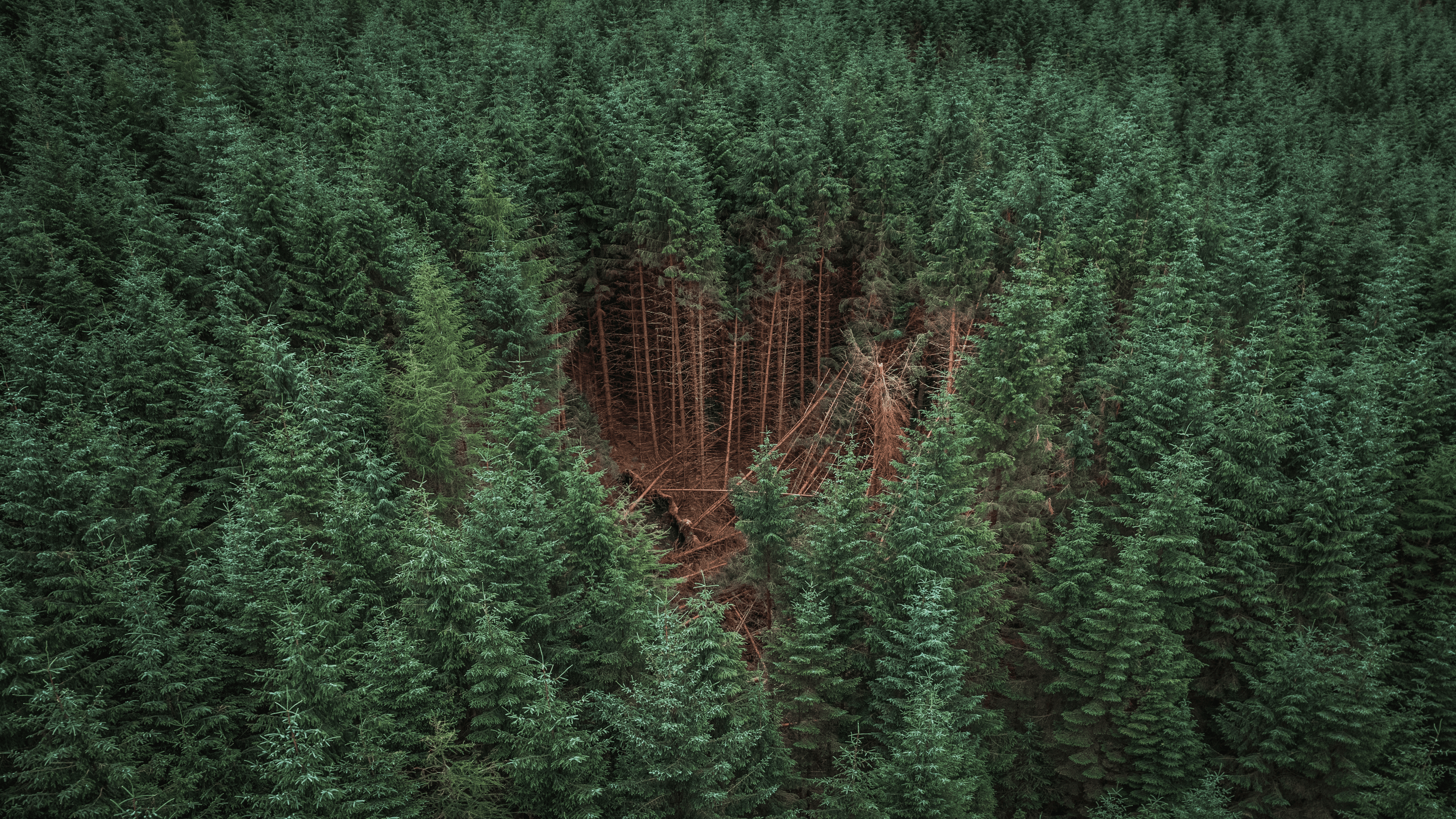 Destruction in the Heart of the Forest