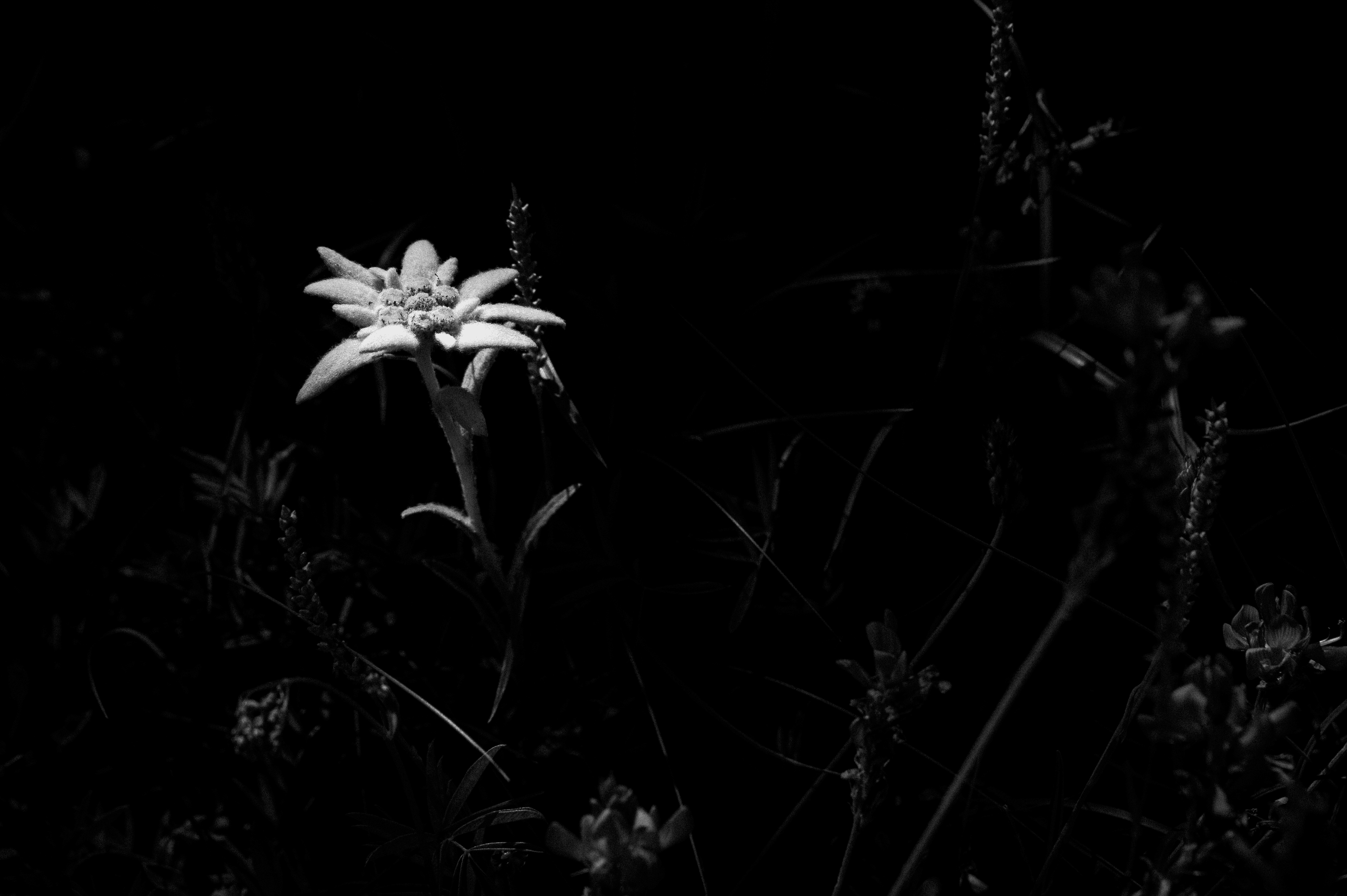 Edelweiss, queen of flowers #02