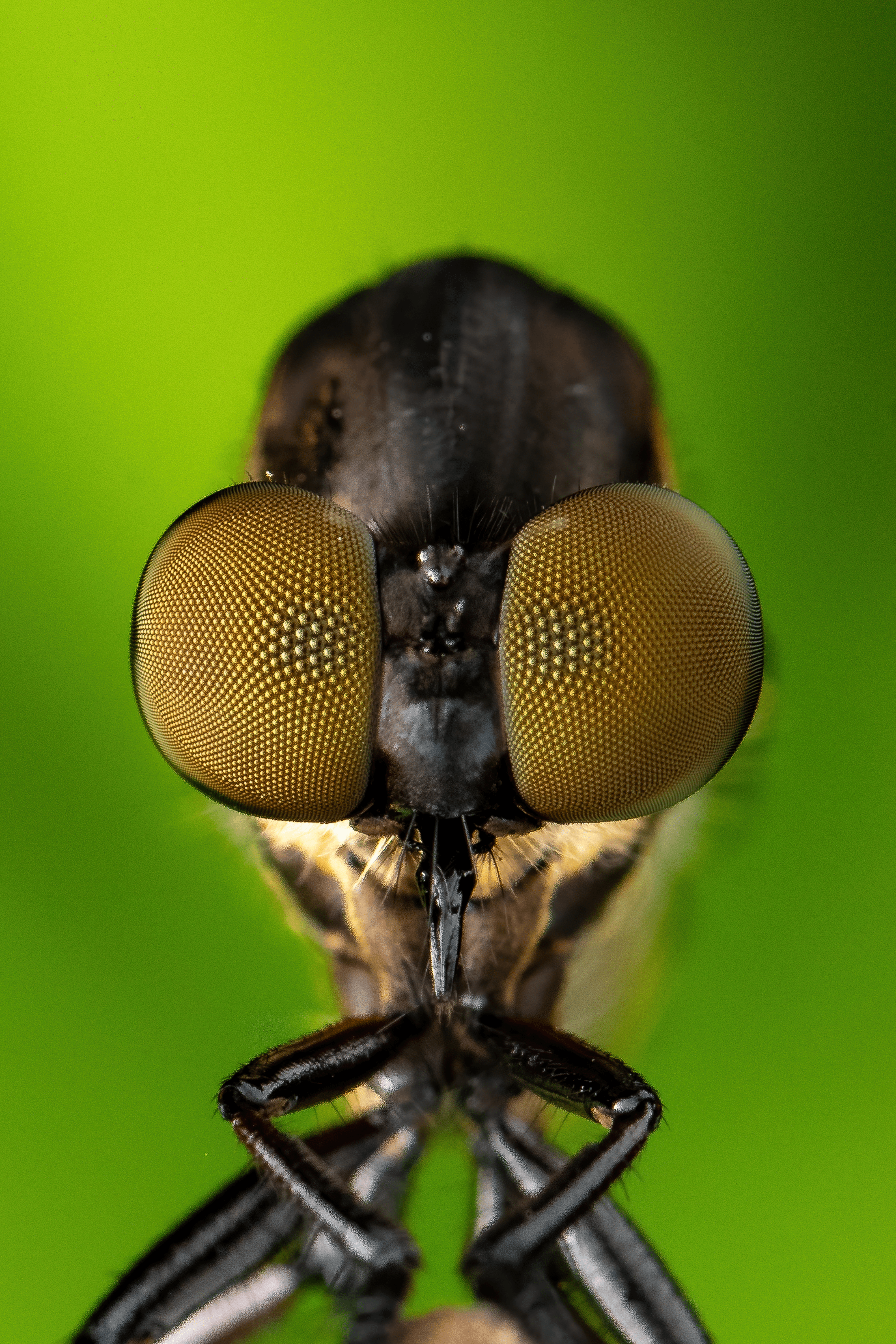 The Thousand Eyes of a RobberFly